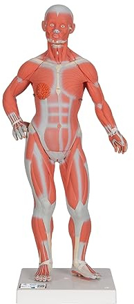 3B Scientific® Mini-Muskel-Figur – 2-teiliges Humananatomie-Modell mit abnehmbarer Bauchdecke, Inneren Organen, Langlebiges PVC + Smart Anatomy App (5 Jahre Garantie)