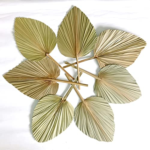 DongArts Getrocknete Palmblätter, natürliche Blume, Palmblattfächer, Kunst-Wanddekoration, Hochzeitsdekoration (7)