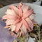Semillas de Tillandsia, Tillandsia, semillas de bonsái Semillas reales de plantas de aire, plantas exóticas Plantas exóticas resistentes semillas de flores, plantas de oficina plantas 80pcs