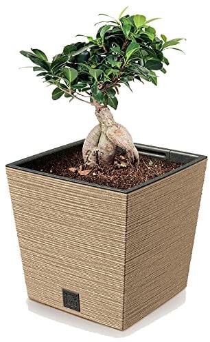 Fioriera quadrata in legno effetto venatura ecologica bassa fioriera per interni ed esterni giardino decorazione 33% legno (naturale)
