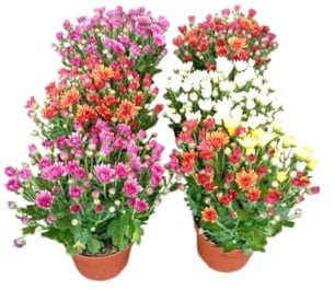 Lote de 6 Crisantemos Naturales Plantas Vivas con Flor para Decoración Exterior