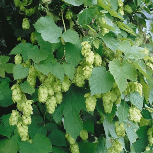 Humulus lupulus 'Opal' 40-60 cm – Winterhart, Mehrjährig, Pflegeleicht – Hopfen – Kletterpflanze für Pergola & Rankhilfe