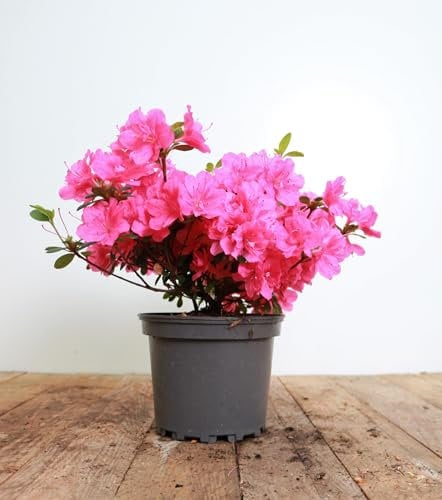 Rhododendron obtusum 'Rokoko' 25–30 cm – Winterhart, Immergrün, Mehrjährig – Azalee – Zierstrauch für Garten & Kübel