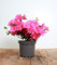 Rhododendron 'Rokoko' - Winterharte Gartenazalee, Blühender Zierstrauch, 25-30cm, C3 Container