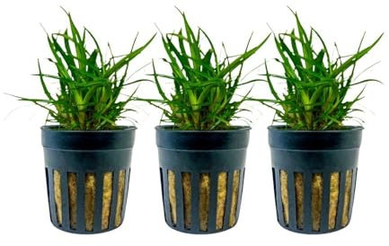 AquaOne Aquarium 3 Stück Pflanze Eriocaulon sp. 'Vietnam' I Wasserpflanze Aquariumpflanze Mittelgrund Vordergrund voll durchwurzelt