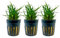 AquaOne Aquarium 3 Stück Pflanze Eriocaulon sp. 'Vietnam' I Wasserpflanze Aquariumpflanze Mittelgrund Vordergrund voll durchwurzelt