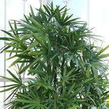 Rhapis Lady Palm Pflanze 20 Samen Große Luftreinigung