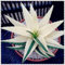 Kalash Nuova 100 pezzi Succulente Aloe Vera semi di piante per giardinaggio bianco