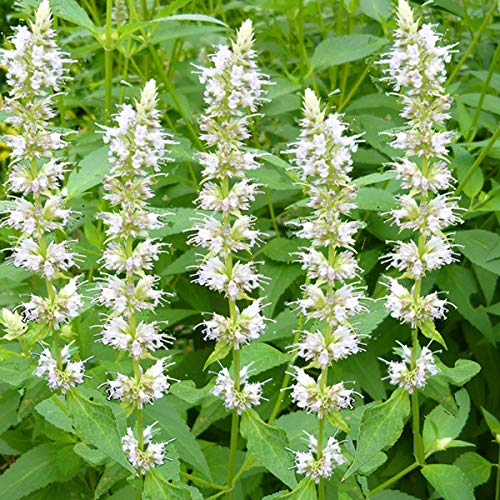 6 x Agastache Rugosa 'Alabaster' - Vivaces Contenedor Pequeño 9cm x 9cm