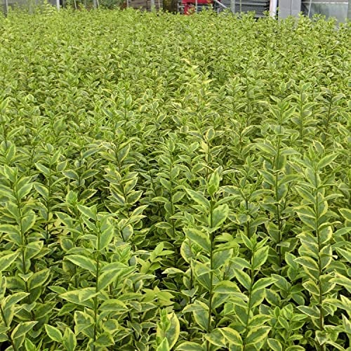 Gold-Liguster 'Aureum' Ligustrum ovalifolium - immergrün, winterhart, gelbrandig - perfekt als Heckenpflanze
