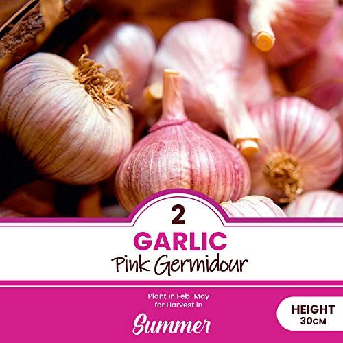 schone 2 x Garlic Bulbs - Easy to Grow - Strong Flavour- Enjoy Home Grown Garlic Taste - for Your Beautiful Kitchen Garden (Garlic Pink Germidour)