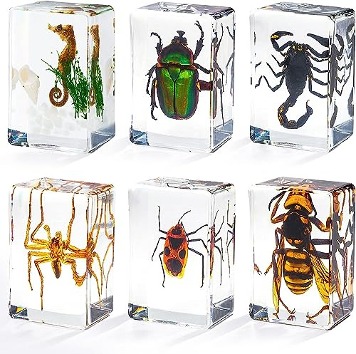 Presse-papiers en résine pour enfants, véritable insecte préservé dans la résine, jouet éducatif, bureau, fournitures de présentation de Noël (6 styles)