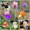 10 pcs Iris zwiebeln- deko garten garten pflanzen schwertlilie balkonpflanzen winterhart pflanzentopf winterharte kübelpflanzen zimmerpflanzen pflanzen für sonnige plätze balkonpflanzen