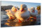 DARO Design - Wand-Bild auf 6mm HDF 30x20 cm Entenküken - Wand-Deko Bilder Geschenk