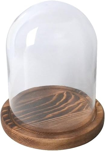 HAEUYA Glasglocke, Tischvitrine, 2 Stück, 5cm-10cm Durchmesser, dekorative Glasglocke, Glaskuppel mit Holzsockel, Tablettdurchmesser for Blumenpräsentation for Selbermachen(5x7cm)