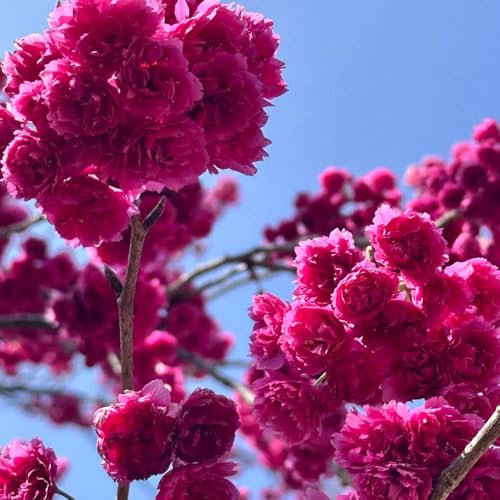 semi di ciliegio ornamentale - ciliegio ornamentale - fiori selvatici, piante in vaso fiore, piante resistenti da giardino roccioso, semi di perenni resistenti alla copertura del 30pcs