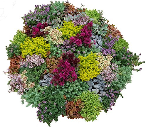 Steingarten Stauden Mischung, verschiedene winterharte Stauden, je im 12cm Topf (24 Pflanzen je im 12cm Topf im Set)