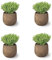 SMPLY. - Planta Tomillo Vulgar - Pack 4 - Altura: 20 cm - Maceta 10 cm - Hierba Aromática Interior y Exterior - Huerto Urbano y Jardín - Fácil Cuidado - Maceta de Cerámica No incluida