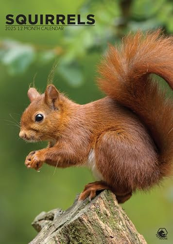 Eichhörnchen Kalender 2025