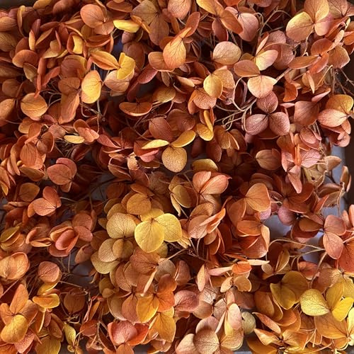 Preserved Dried Hydrangea - 10g of Hydrangea Flower Petals, UK Florist, for Wedding Decor, Handmade, DIY, Party Office Home Decor (Blood Orange)