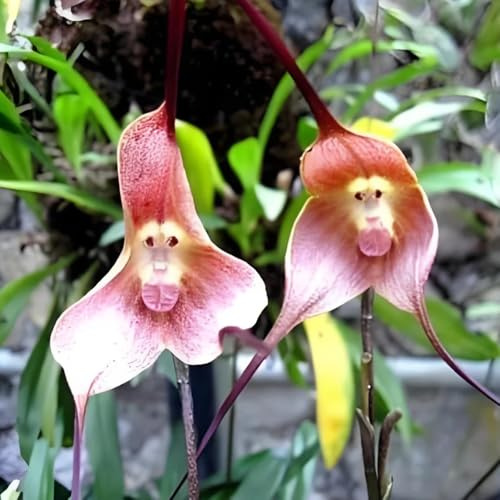 Affen Orchidee, Dracula simia, Affengesicht Orchidee winterharte für garten gartendeko für draußen 150Samen