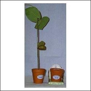 Pflanze deinen Namen Buchstabe K