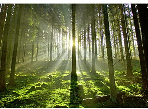 Runa Art Fototapeten 396 x 280 cm Wald Sonne - Vlies Wanddekoration Wohnzimmer Schlafzimmer - Deutsche Manufaktur - Grün Gelb 9037012c