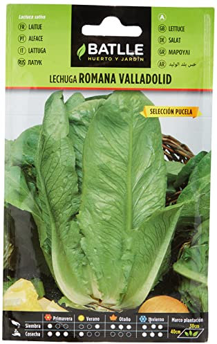 Semi Batlle – Insalata romana