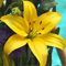 GARTHWAITE NURSERIES® : - 3 Yellow Oriental Lily Bulbs Trumpet-Shaped Highly Fragrant Garden Perennial