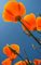 1000 ORANGE Kalifornischer Mohn Kalifornischer Mohn Blumensamen