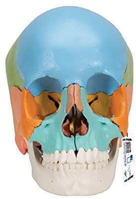 3B Scientific® Menschliches Anatomie-Schädelmodell – Didaktische Version mit 22 Teilen, Abnehmbaren Knochen, Nummerierten Strukturen, Waschbarem PVC + Smart Anatomy App (5 Jahre Garantie)