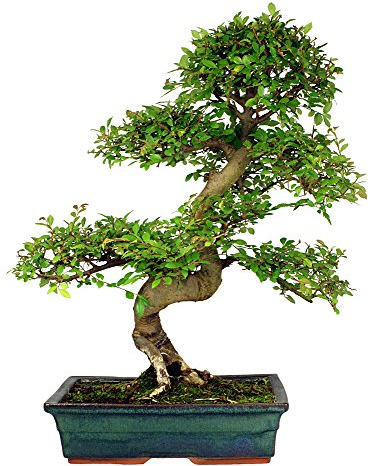 Chinesische Ulme 10 Samen (Ulmus parvifolia) perfekt für Bonsai