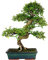 Chinesische Ulme 10 Samen (Ulmus parvifolia) perfekt für Bonsai