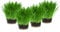 Cat Grass x 4 Pack (Grow your own kits) By Cat FurNature