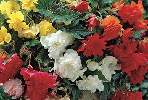 Begonia 'Pendula Mixed' WPC Prins Quality Bulbs/Tubers Pack x3