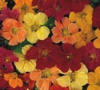 Just Seed - Flower - Nasturtium - Gleam Mixed - 100 Seeds