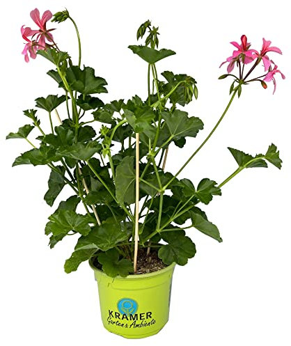 Geranio Hiedra Natural la Flor Perfecta para tu Hogar - Planta de Exterior