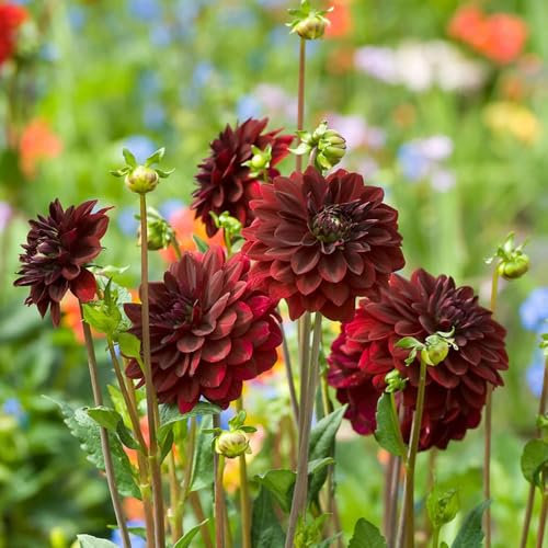 1 x Dahlia Decorative Arabian Night – Dark Red Dramatic Blooms – Summer Flowering Bulb – Perennials – for Your Beautiful Garden
