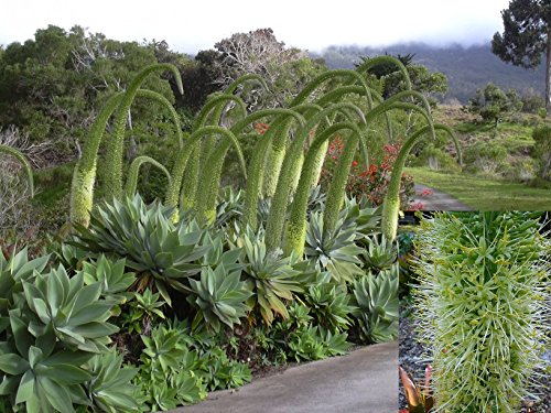 Agave attenuata * beautiful del collo di cigno * Insolito coda del Leone * 20 semi freschi