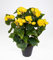 Seidenblumen Roß Begonie 38cm gelb im Topf LM Kunstpflanzen Kunstblumen künstliche Blumen Pflanzen Begonienbusch