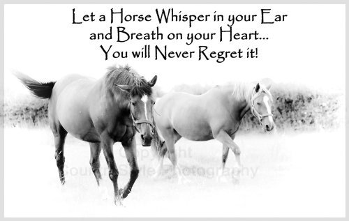 Horse Pony Equestrian Fridge Magnet - for Lover of Horses