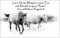 Horse Pony Equestrian Fridge Magnet - for Lover of Horses