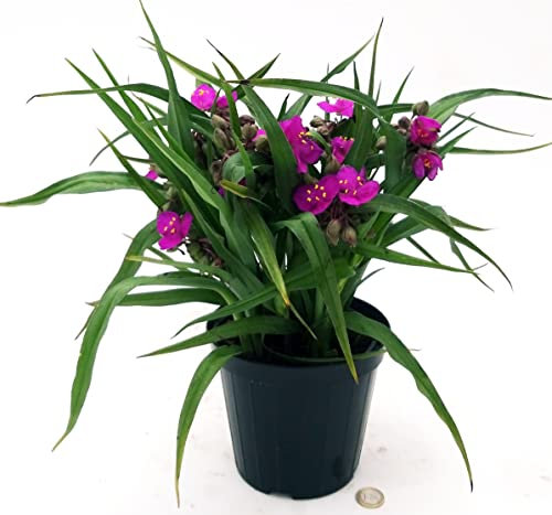 POWERS TO FLOWERS - TRADESCANTIA ANDERSONIANA VIOLA, vaso 14cm diametro, pianta vera