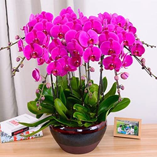 Haloppe 100Pcs Orchidea Fiori Piante Semi per la casa Giardino Piantare, Semi di orchidea Fiore Pianta Home Office Ornamento Giardino Finestra Bonsai Decor Viola