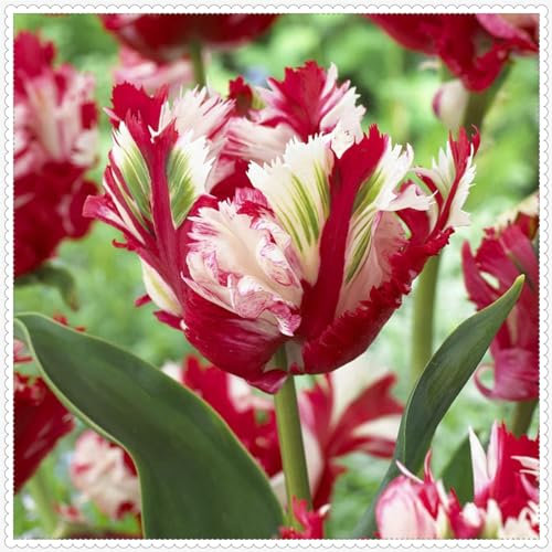 Tulpen zwiebeln winterhart mehrjährig, tulpen zwiebeln gemischt Gartendekoration, einfach zu pflanzen, wächst gut in Töpfen-10zwiebeln-E