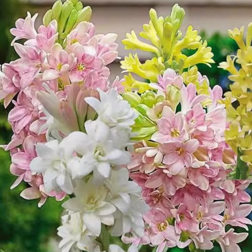 Tuberose – winterhart, mehrjährig, duftend – geeignet für die Dekoration im Innen- und Außenbereich-6 Wurzel-E