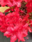 Vivai Piante Ferretti Azale Rossa - Pianta Vaso 23 cm
