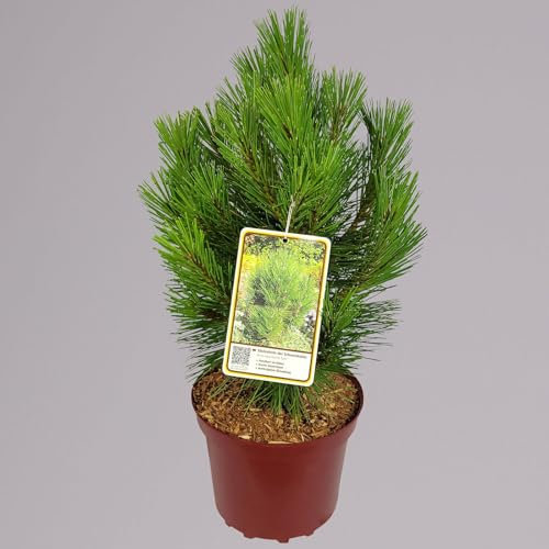 Schwarzkiefer 'Kleiner Turm', Höhe 30-40 cm, Topf 4 Liter, 2er-Set