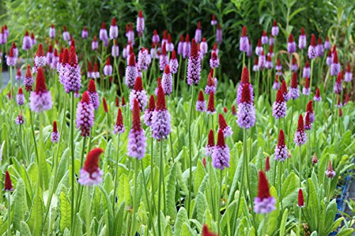 WASSERPFLANZEN WOLFF- 4er-Set - Primula vialii - Orchideenprimel, rot-violett - Besonderheit!!