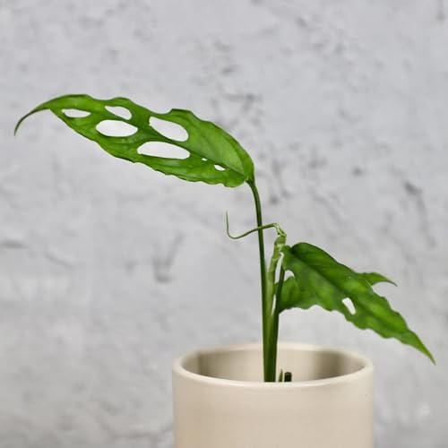 Monstera obliqua Peru baby